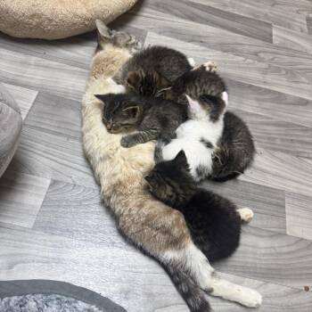 Misty/Nonna (Grand St Mama) -  Domestic Short Hair Cat for Adoption in Westport, Connecticut - Misty/Nonna (Grand St Mama) | PetCurious