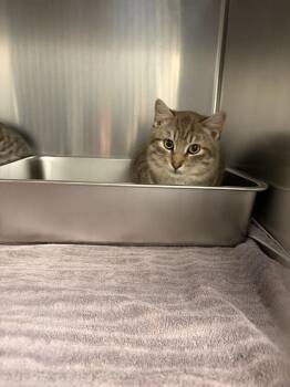 Cooper -  Domestic Short Hair Cat for Adoption in Boone, Iowa - Cooper | PetCurious