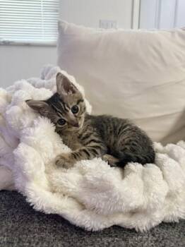 Domestic Short Hair Cats Available for Adoption in Honolulu, Hawaii - Bo | PetCurious