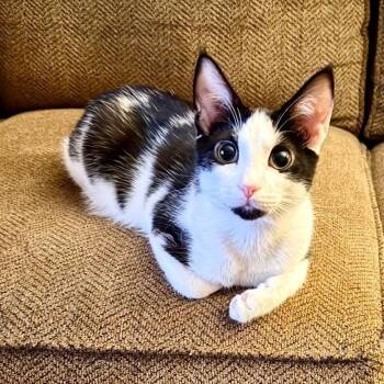 Chester -  Domestic Short Hair and Tuxedo Cat for Adoption in East Amherst, New York - Chester | PetCurious
