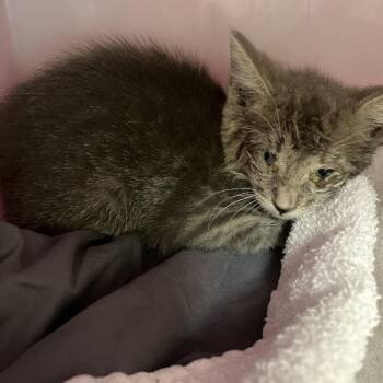 Lowlow -  Domestic Short Hair Cat for Adoption in Las Cruces, New Mexico - Lowlow | PetCurious