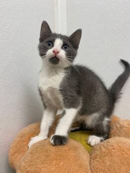 Ares -  Domestic Short Hair Cat for Adoption in Corpus Christi, Texas - Ares | PetCurious