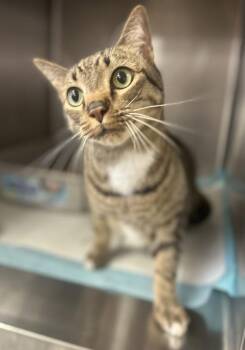 Domestic Short Hair Cats Available for Adoption - Ronin | PetCurious