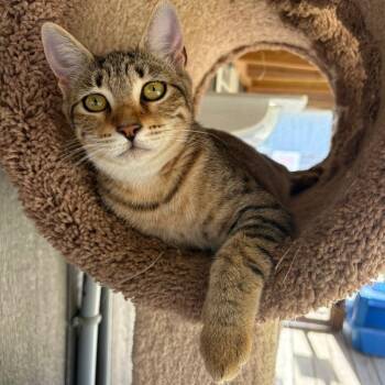 Rescue Domestic Short Hair Cats for Adoption in Freeport, Florida - Estuary | PetCurious