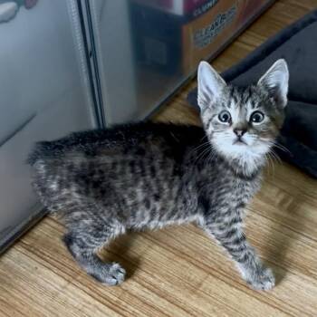 Autumn -  Domestic Short Hair Cat for Adoption in Bentonville, Arkansas - Autumn | PetCurious