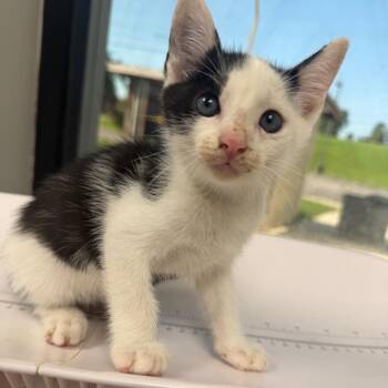 Magneto -  Domestic Short Hair Cat for Adoption in Columbiana, Alabama - Magneto | PetCurious