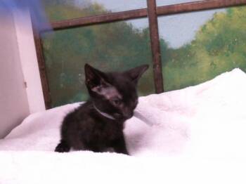 A2084093 -  Domestic Short Hair Cat for Adoption in Houston, Texas - A2084093 | PetCurious
