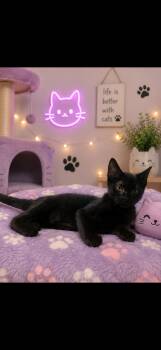 Winston -  Bombay Cat for Adoption in Lehigh Acres, Florida - Winston | PetCurious