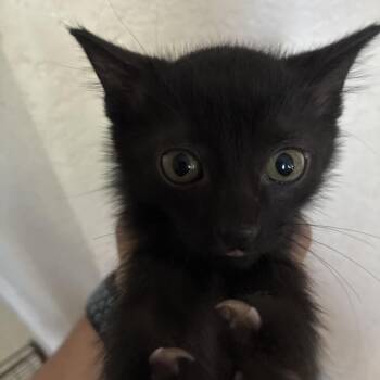 Domestic Short Hair Cats Available for Adoption in San Antonio, Texas - Betty | PetCurious