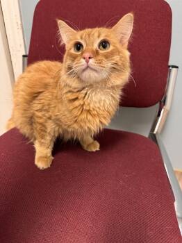 Domestic Medium Hair Cats Available for Adoption - Sputnik | PetCurious