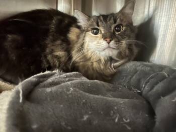 Rescue Domestic Long Hair Cats for Adoption in Wellington, Kansas - Nyx | PetCurious