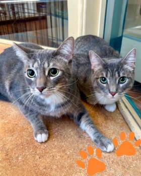 Domestic Short Hair Cats Available for Adoption in Novato, California - Lali | PetCurious
