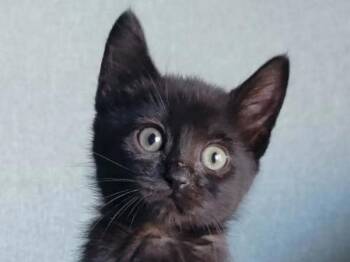 Wednesday -  Domestic Short Hair Cat for Adoption in Portland, Oregon - Wednesday | PetCurious