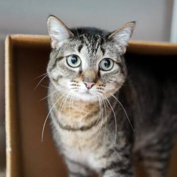 Domestic Short Hair Cats Available for Adoption in Atlanta, Georgia - Olivia | PetCurious