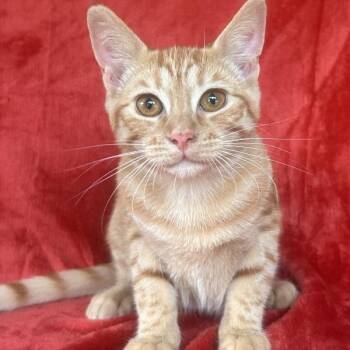 Judy Hopps -  Domestic Short Hair Cat for Adoption in Concord, New Hampshire - Judy Hopps | PetCurious