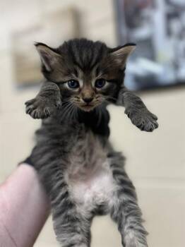 SUNFISH -  Domestic Medium Hair Cat for Adoption in Aliquippa, Pennsylvania - SUNFISH | PetCurious