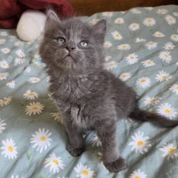 Calcifer -  Domestic Long Hair and Russian Blue Cat for Adoption in Rossville, Georgia - Calcifer | PetCurious
