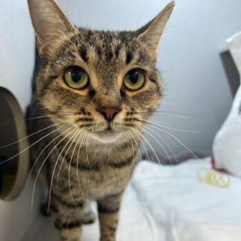 Jujube -  Domestic Short Hair Cat for Adoption in Pittsburgh, Pennsylvania - Jujube | PetCurious