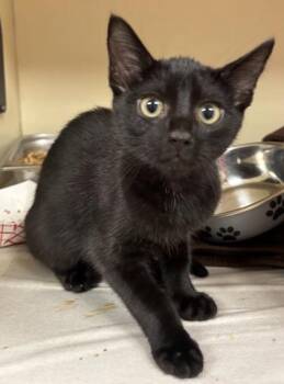 Intern -  Domestic Short Hair Cat for Adoption in Chamblee, Georgia - Intern | PetCurious