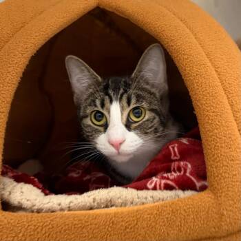 Domestic Short Hair Cats Available for Adoption in State College, Pennsylvania - Bluefin | PetCurious
