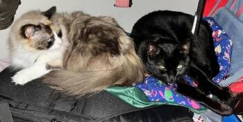 Junie & Nebby - Precious Bonded Cats Seeking Long Term Foster fo -  Himalayan and Domestic Short Hair Cat for Adoption in Metairie, Louisiana - Junie & Nebby - Precious Bonded Cats Seeking Long Term Foster Fo | PetCurious