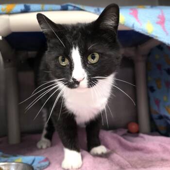 Domestic Short Hair Cats Available for Adoption - Robby Robinovich | PetCurious