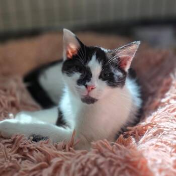 Haworthia -  Domestic Short Hair Cat for Adoption in Chatham, Virginia - Haworthia | PetCurious