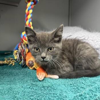 Frodo -  Domestic Short Hair Cat for Adoption in Columbus, North Carolina - Frodo | PetCurious