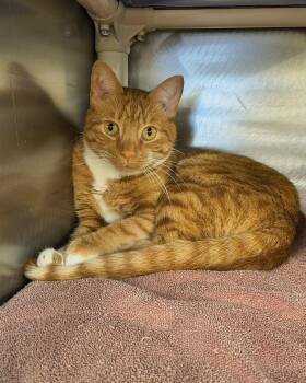 Domestic Short Hair Cats Available for Adoption - Sonny | PetCurious