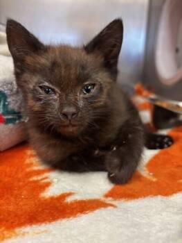 Rescue Domestic Short Hair Cats for Adoption in Stockton, California - Izzy | PetCurious