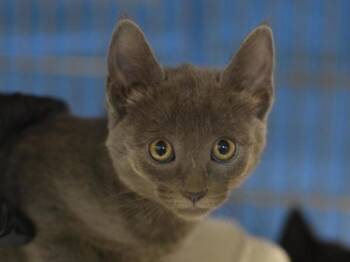 Tudor -  Domestic Short Hair Cat for Adoption in Portland, Oregon - Tudor | PetCurious