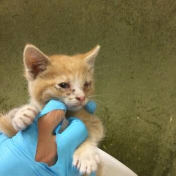 Domestic Short Hair Cats Available for Adoption in Riverside, California - CHEETOH | PetCurious