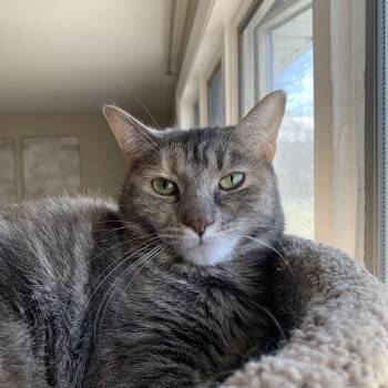 Rescue Domestic Short Hair Cats for Adoption in Buffalo, New York - Peach | PetCurious