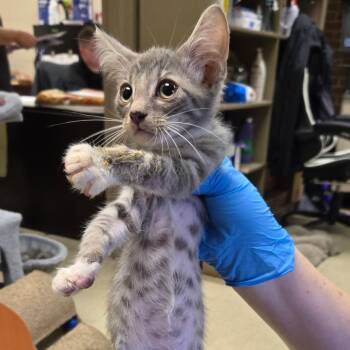 Miso -  Domestic Short Hair Cat for Adoption in Birmingham, Alabama - Miso | PetCurious