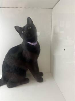 A1278153 -  Domestic Short Hair Cat for Adoption in Winter Haven, Florida - A1278153 | PetCurious
