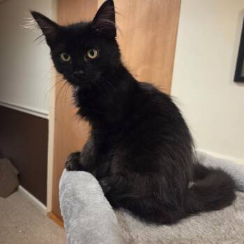 Odette -  Domestic Long Hair and Maine Coon Cat for Adoption in Mastic, New York - Odette | PetCurious