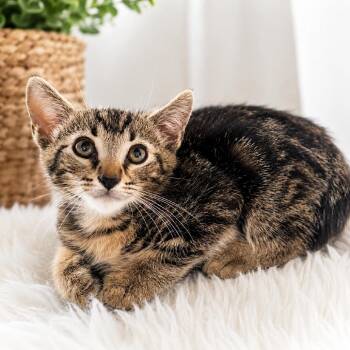 Lenny -  Domestic Short Hair Cat for Adoption in Long Beach, California - Lenny | PetCurious