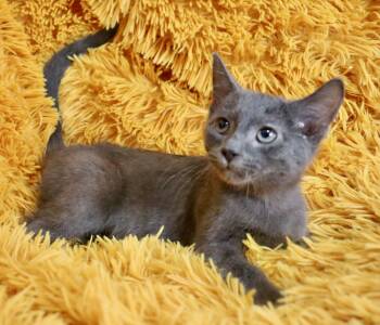Winston -  Russian Blue Cat for Adoption in St. Augustine, Florida - Winston | PetCurious