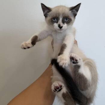 Siamese and Domestic Short Hair Cats Available for Adoption in Chattanooga, Tennessee - Ginger | PetCurious