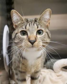 Otter (at Smitten Kitten) -  Domestic Short Hair Cat for Adoption in Fishers, Indiana - Otter (at Smitten Kitten) | PetCurious