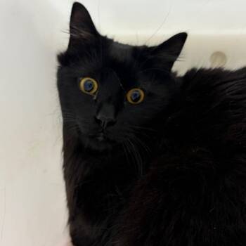Gizmo -  Domestic Medium Hair Cat Available for Adoption in Reno, Nevada - Gizmo | PetCurious