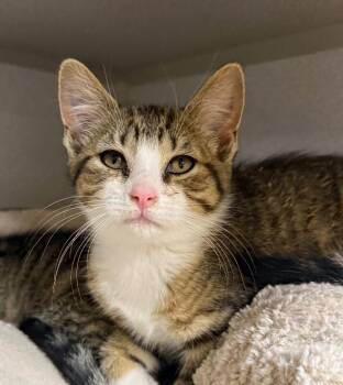 Claw Enforcer -  Domestic Short Hair Cat for Adoption in Osseo, Michigan - Claw Enforcer | PetCurious