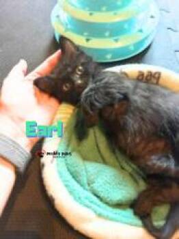 Bedtime Stories:  Earl -  Domestic Short Hair Cat for Adoption in Council Bluffs, Iowa - Bedtime Stories:  Earl | PetCurious