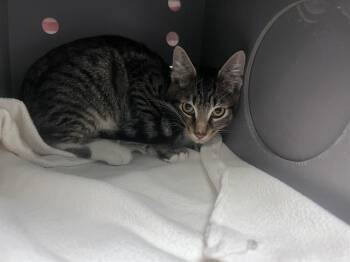 Rescue Domestic Short Hair Cats for Adoption in Palo Alto, California - BUTTERNUT | PetCurious