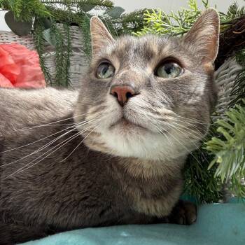 Domestic Short Hair Cats Available for Adoption in Eaton Rapids, Michigan - Hunter Cove 56135 | PetCurious