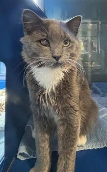 Domestic Medium Hair Cats Available for Adoption in Westminster, Maryland - ASH | PetCurious