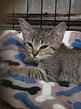 Rigby -  Domestic Short Hair Cat for Adoption in North Richland Hills, Texas - Rigby | PetCurious