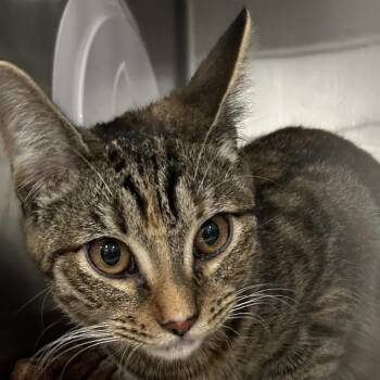 Autumn -  Domestic Short Hair Cat for Adoption in Newark, New Jersey - Autumn | PetCurious