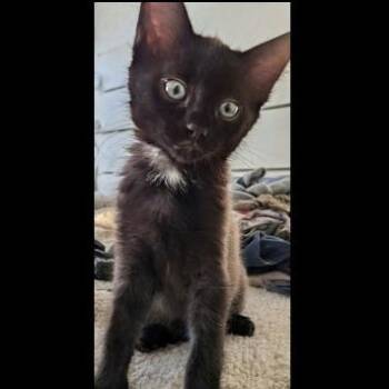 Meowme -  Domestic Short Hair Cat Available for Adoption in Prescott, Arizona - Meowme | PetCurious