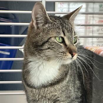 Kika -  Domestic Short Hair Cat for Adoption in Hailey, Idaho - Kika | PetCurious